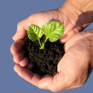 Sprout_iStock_000000951888Smallest
