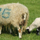 branded_lambs_shutterstock_3432593_Steve_Mann