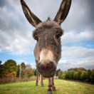 donkey_shutterstock_70204462_Darren_Pullman